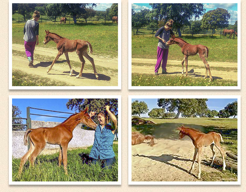 Schanen Yates Unser's foal