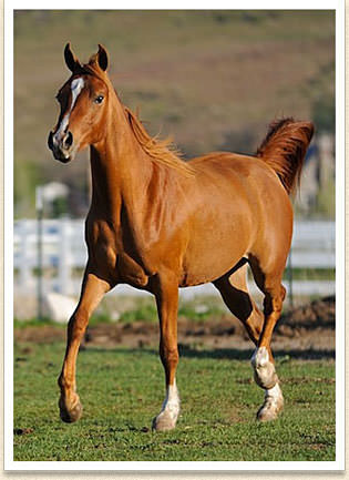 Arabian Horse photo