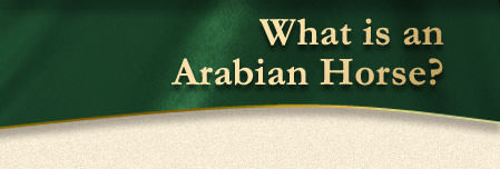 What is an Arabian Horse?