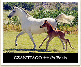 CZANTIAGO++'s Foals