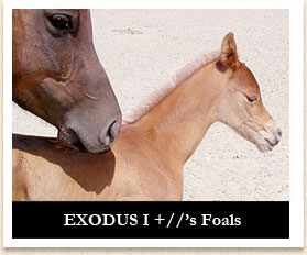 EXODUS I+//'s Foals