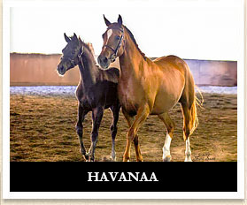 Havanaa
