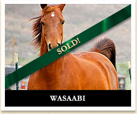 Wasaabi