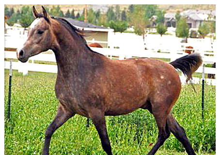 CIRRIUS
