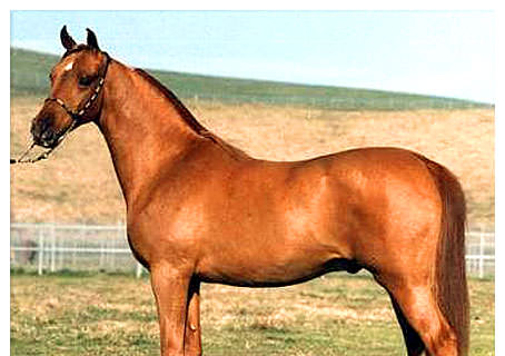 EL DORADO I