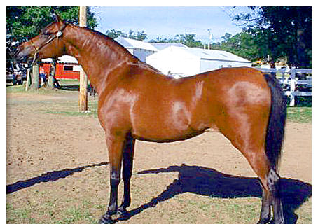 ESPOLETA