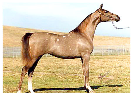 FONTANAA