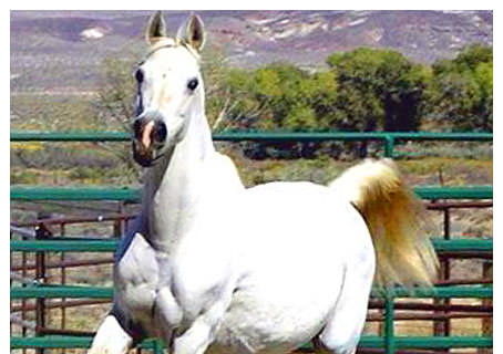 *GUADALAMINA