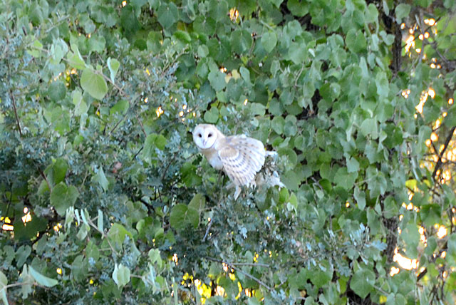 Barn owl in its natural habitat