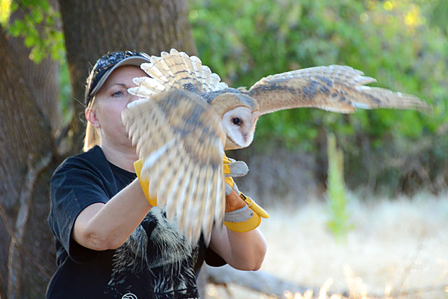 Theresa Bielawski and a rehabilitated Barn Owl