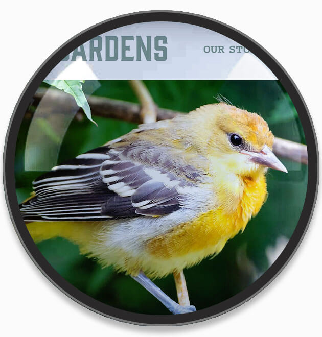 Wild Birds and Gardens Website